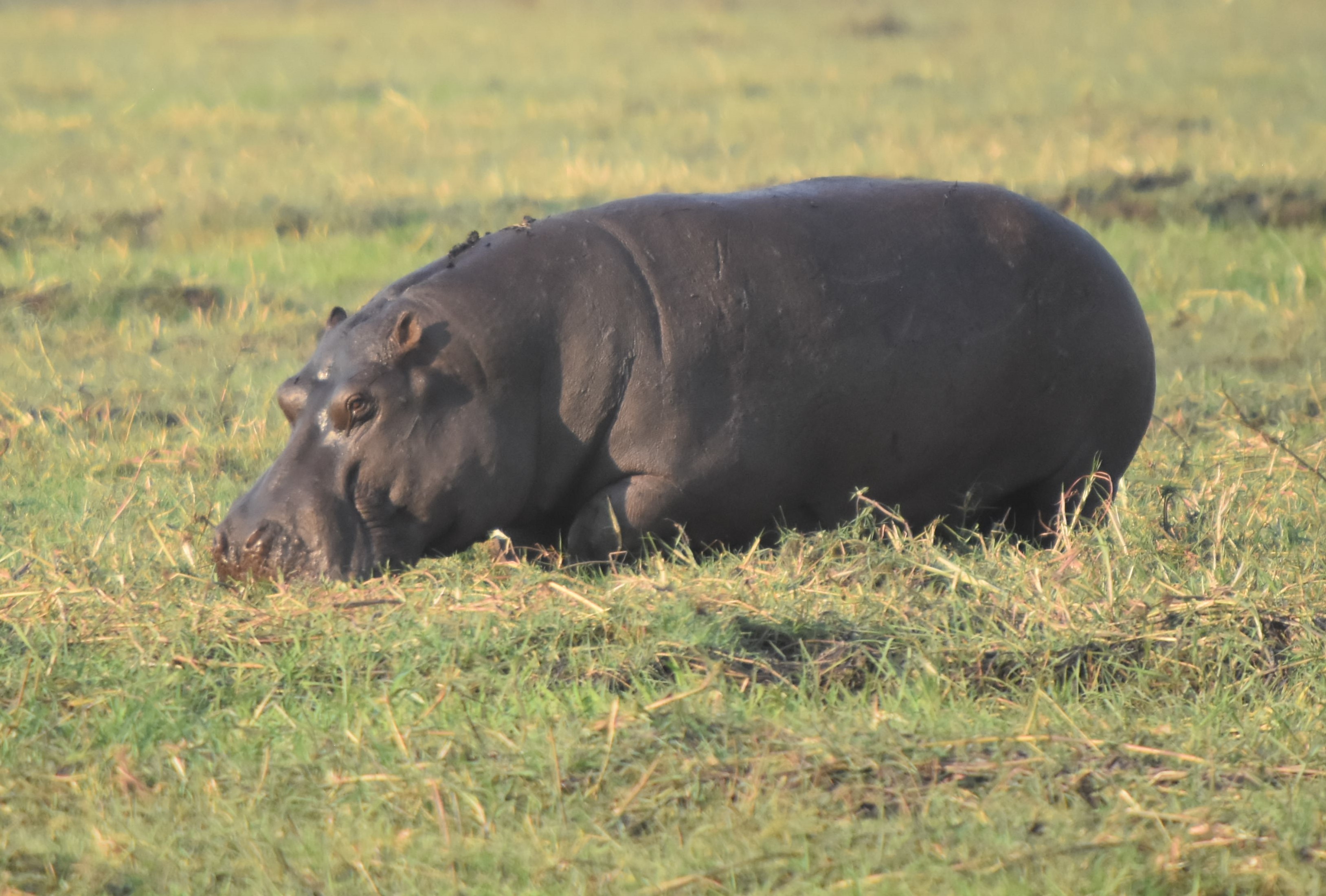 Image of Common Hippopotamus