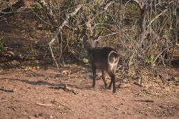 Image of Ellipsen Waterbuck