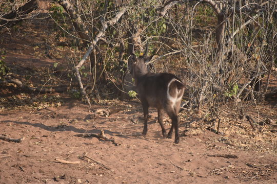 Image of Ellipsen Waterbuck