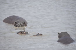 Image of Common Hippopotamus