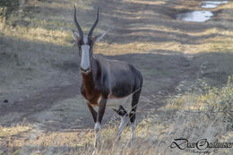 Слика од Damaliscus pygargus pygargus (Pallas 1767)