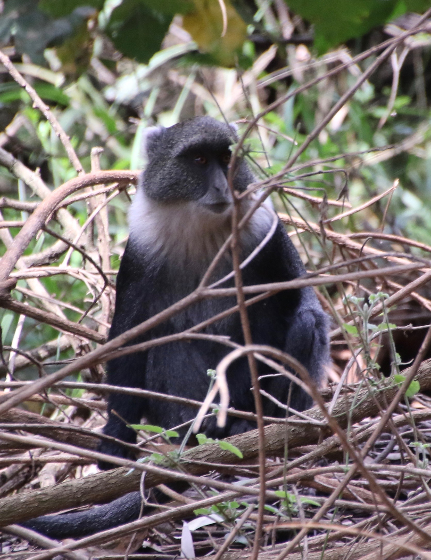 Image of blue monkey