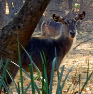 Image of Defassa Waterbuck