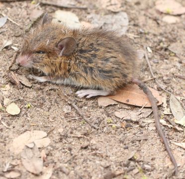 Image of Gerbils