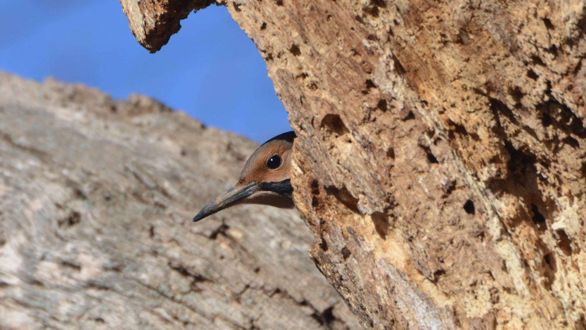 Image of Northern Flicker