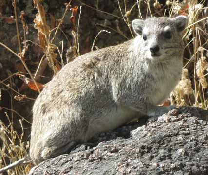 Image of Bush Hyrax