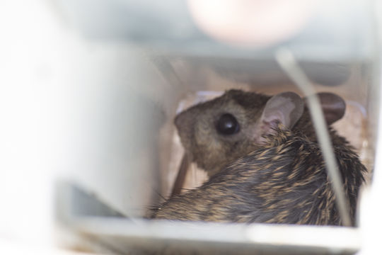 Image of Gerbils