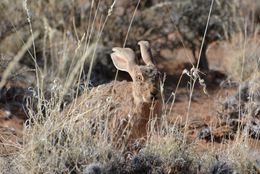 Lepus capensis Linnaeus 1758 resmi