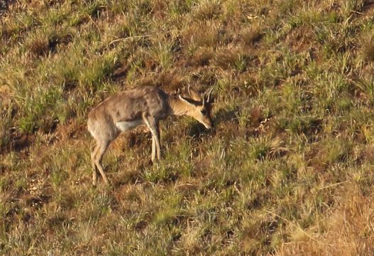 Image of Mountain Reedbuck