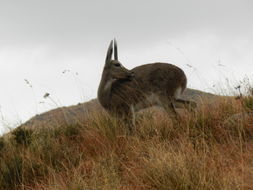 Image of Grey Rhebok