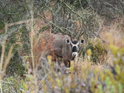 Image of Gemsbok