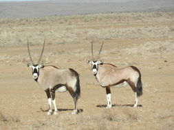 Image of Gemsbok