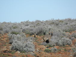 Image of Grey Rhebok