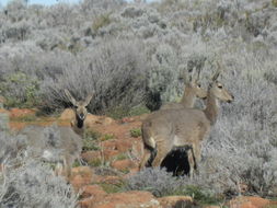 Image of Grey Rhebok