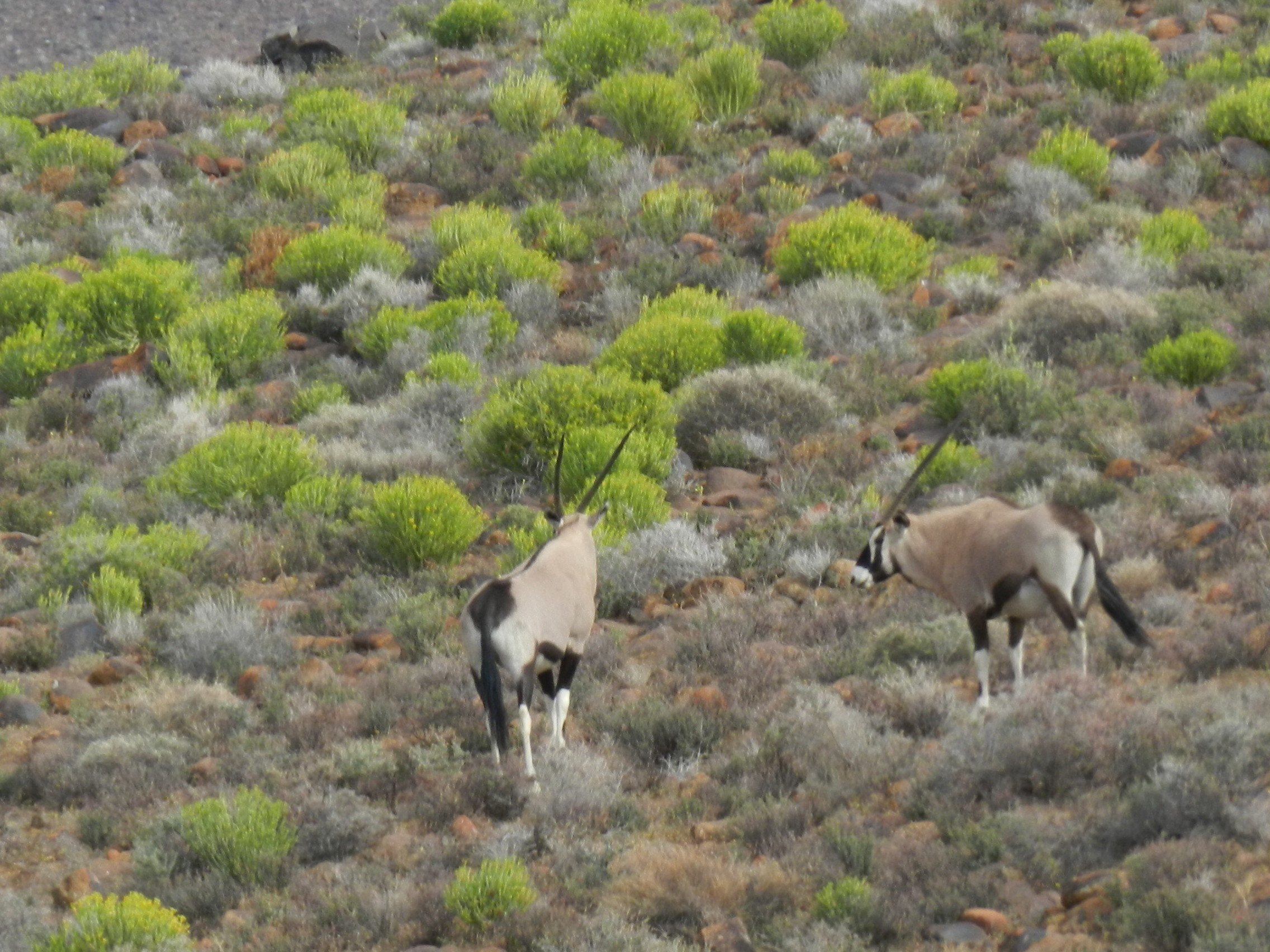 Image of Gemsbok