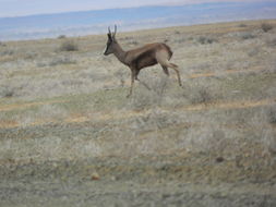 Image of Springbok