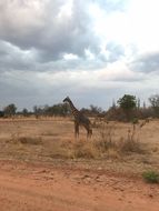 Image of Rhodesian Giraffe -- Luangwa Giraffe