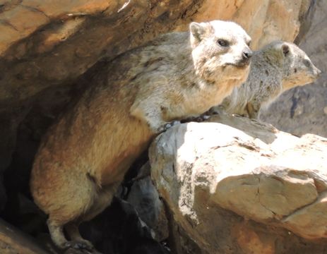 Image of Rock Hyrax