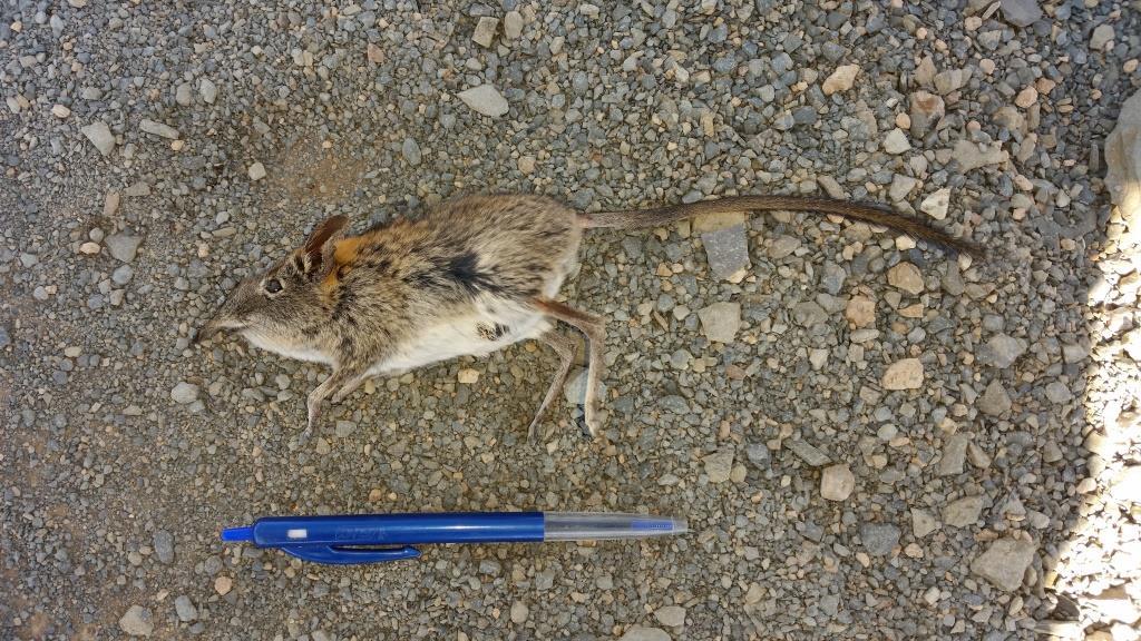 Image of Elephant Shrews