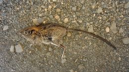 Image of Elephant Shrews