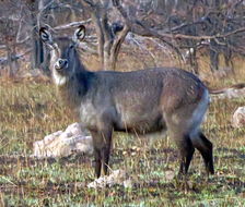 Image of Defassa Waterbuck