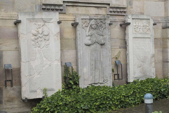 Image of English ivy
