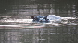 Image of Common Hippopotamus