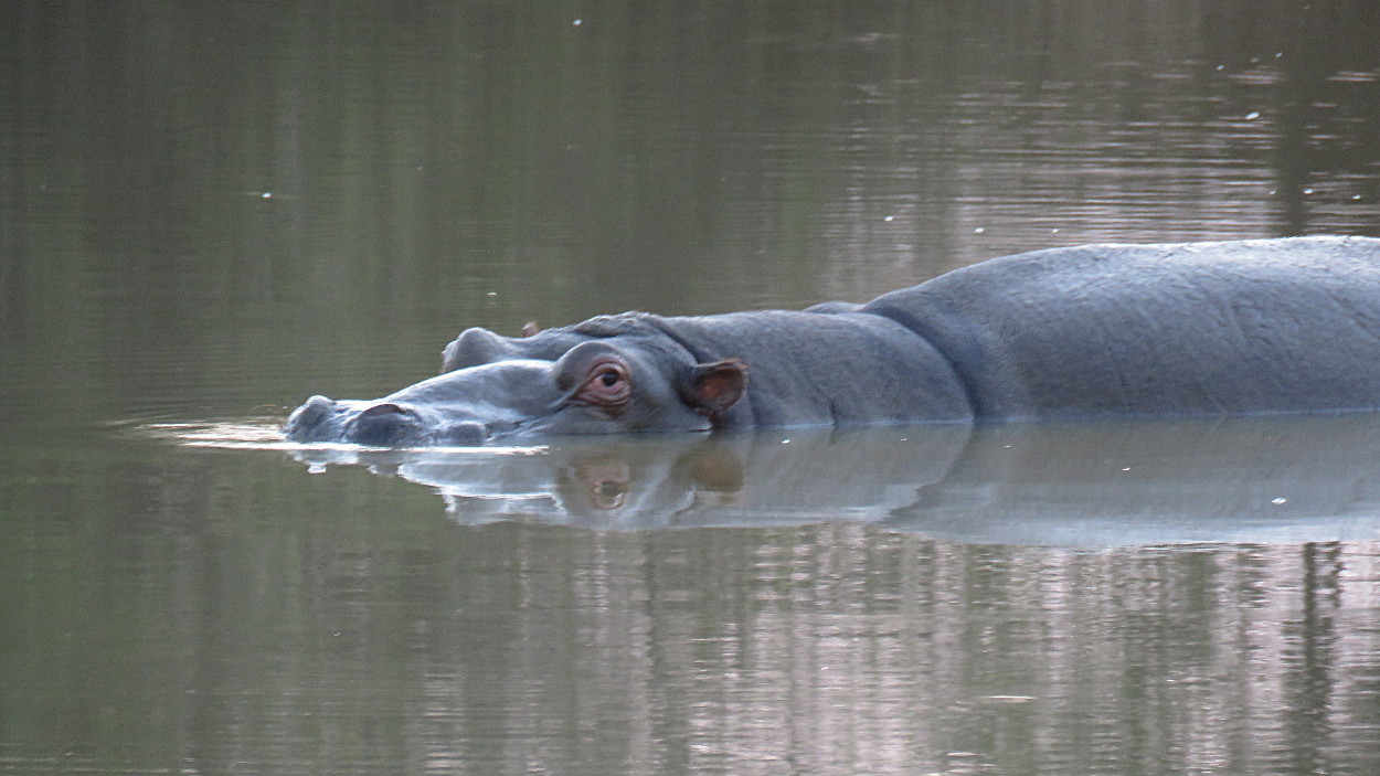 Image of Common Hippopotamus