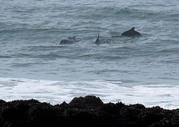 Image of Indian Humpback Dolphin