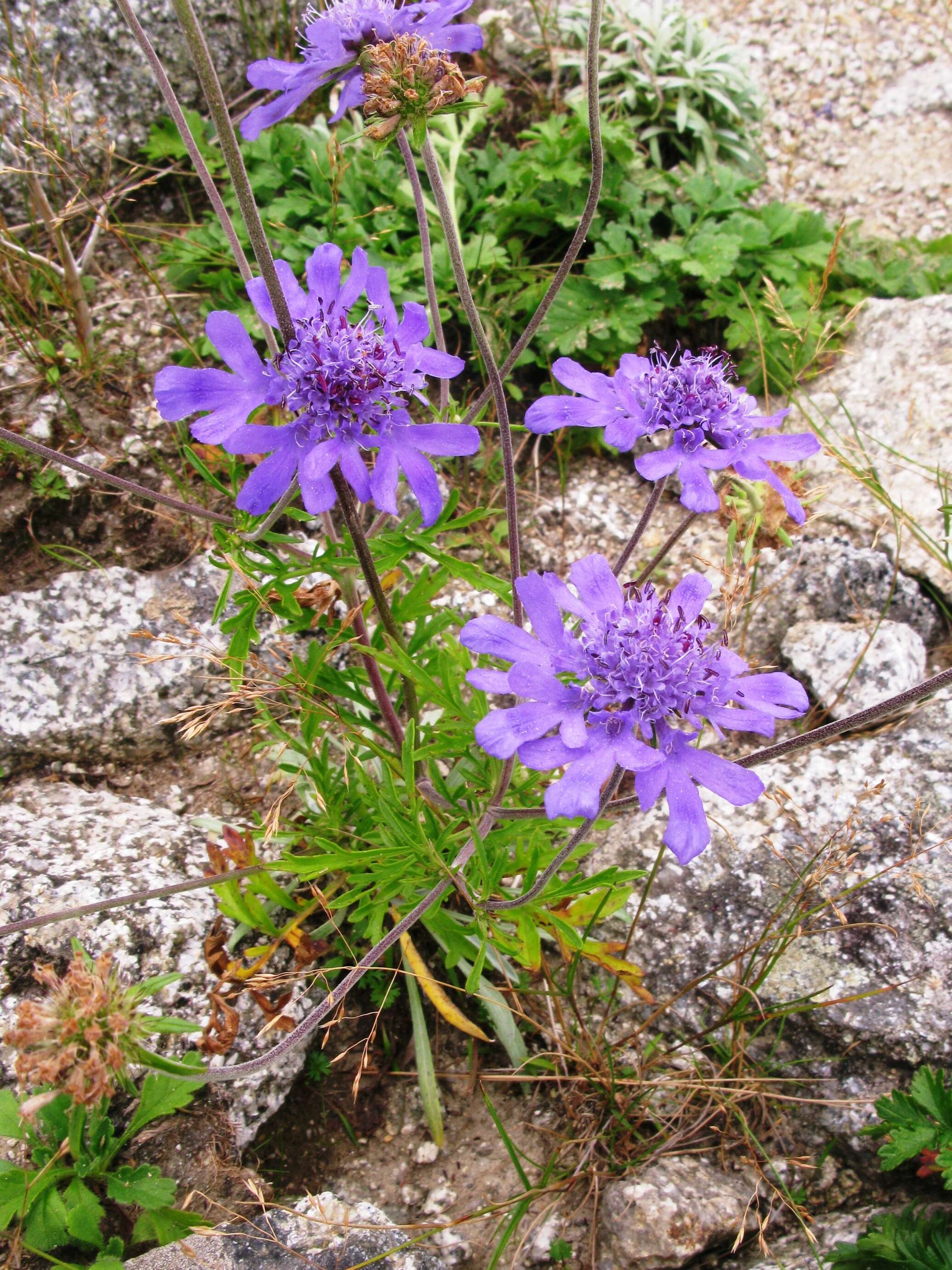 Sivun Lomelosia japonica (Miq.) kuva