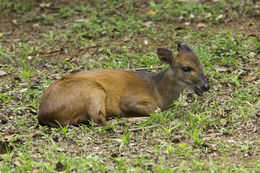 Image of Natal Duiker