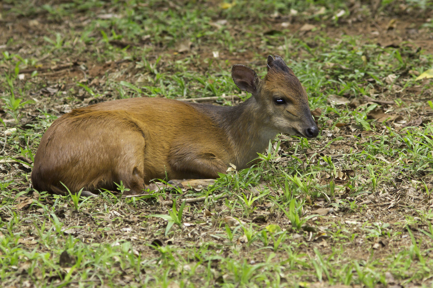 Image of Natal Duiker