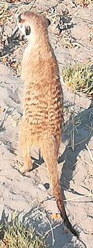 Image of Suricata Desmarest 1804