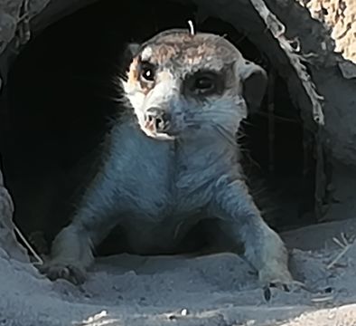 Image of Suricata Desmarest 1804