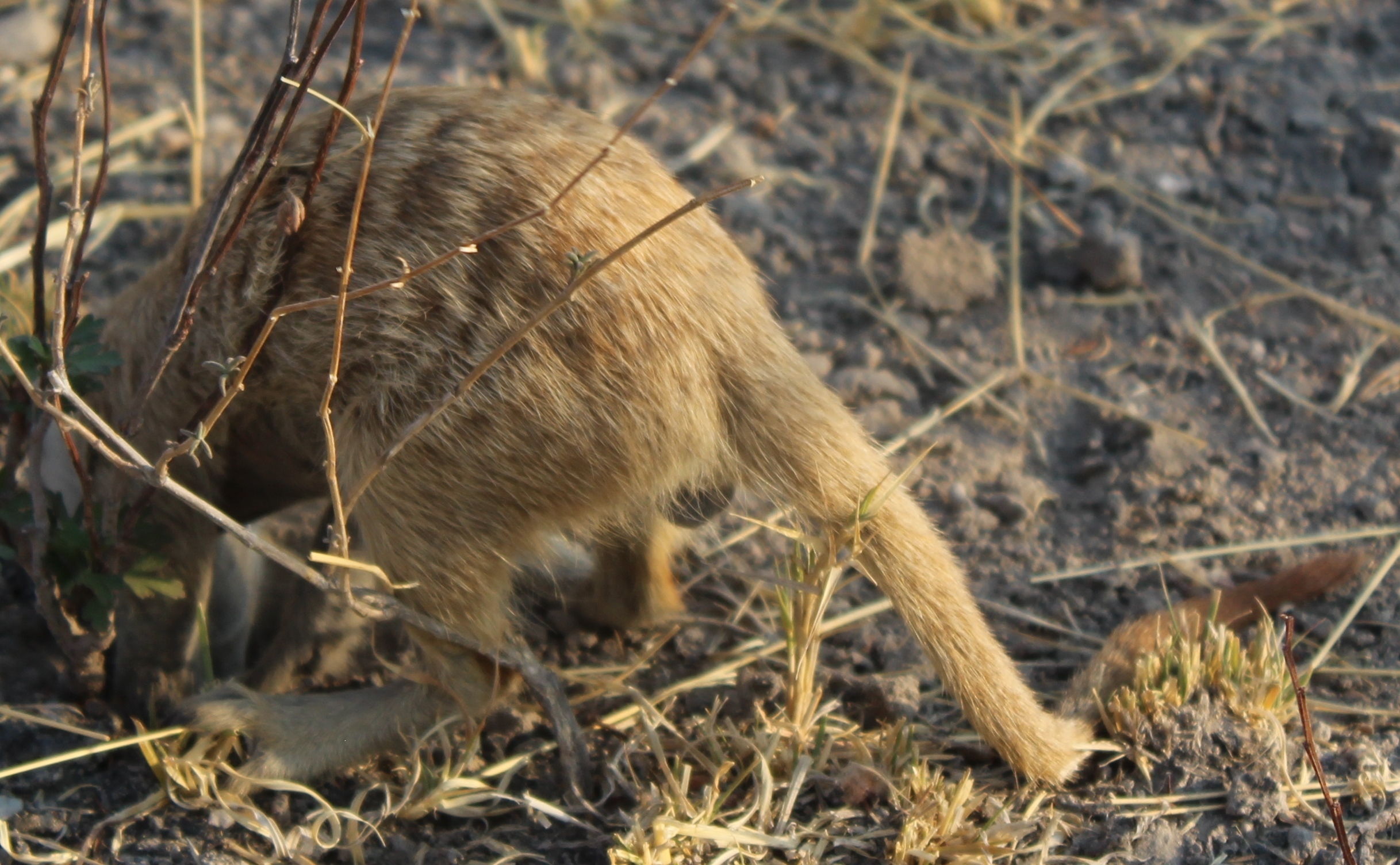 Suricata Desmarest 1804 resmi