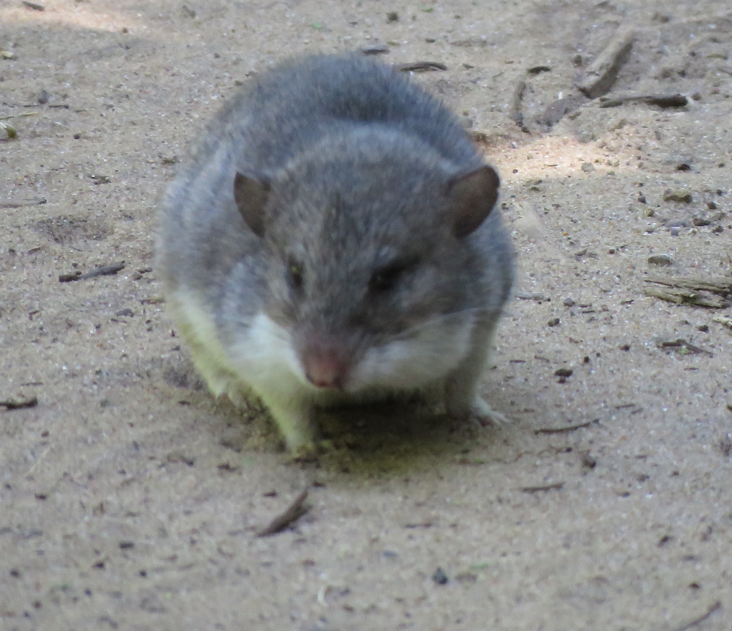 Image of Pouched Mice