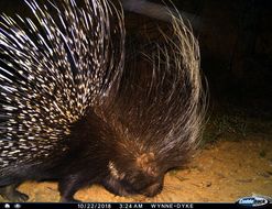 Image of African Porcupine