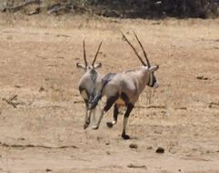 Image of Gemsbok