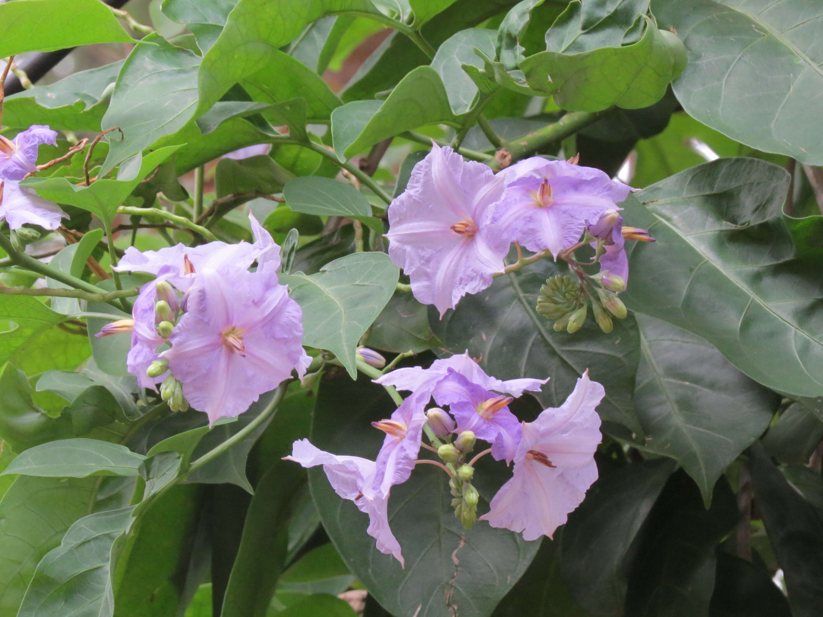 Image of Chilean Nightshade Chilean