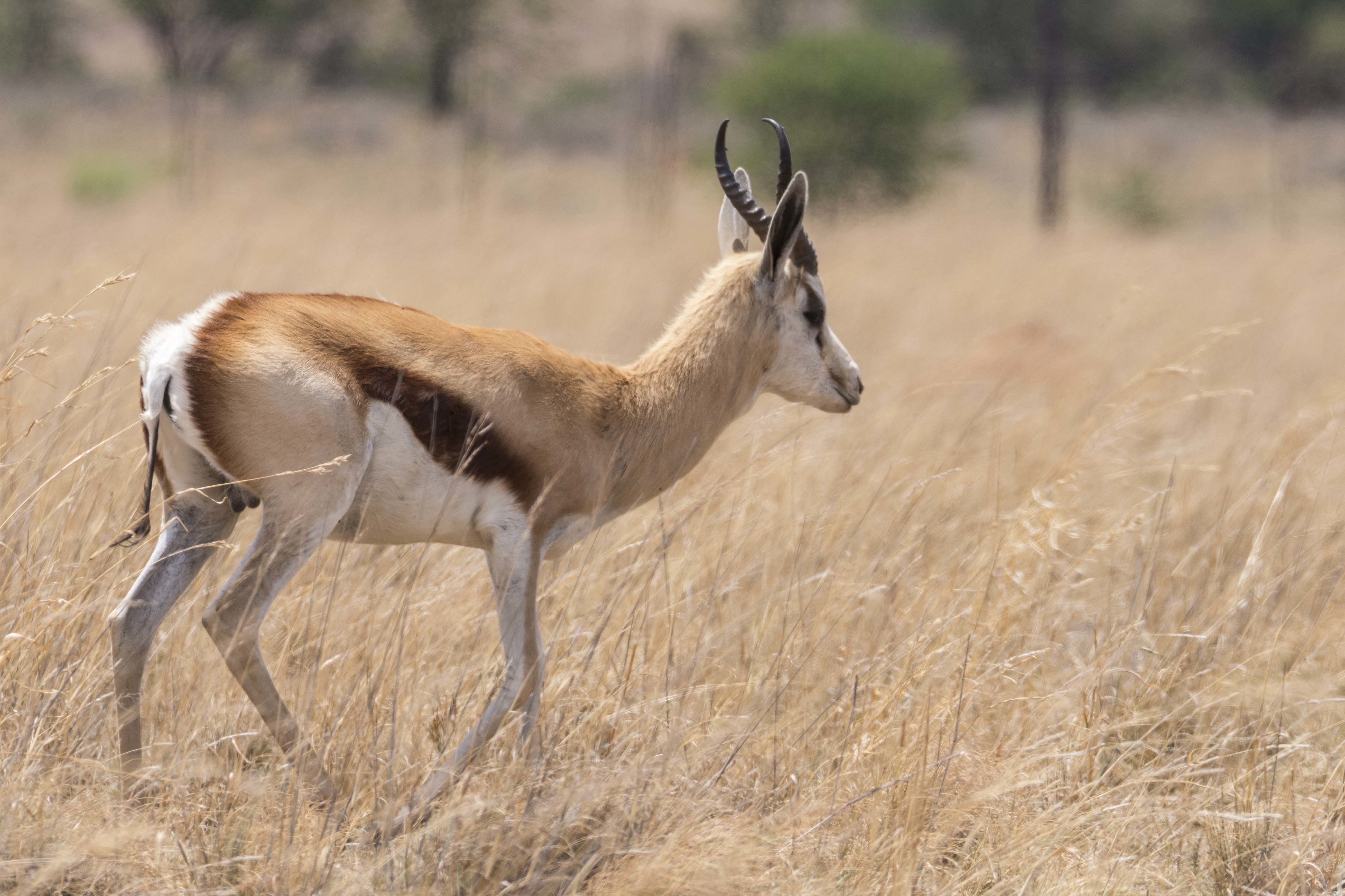 Image of Springbok