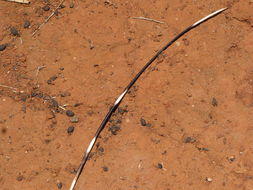 Image of African Porcupine