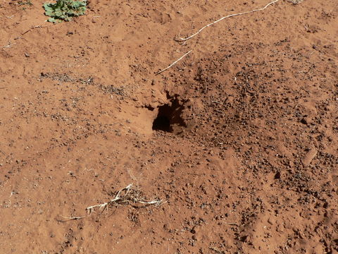 Image of Highveld Gerbil