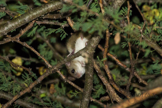 Image of Acacia Rat