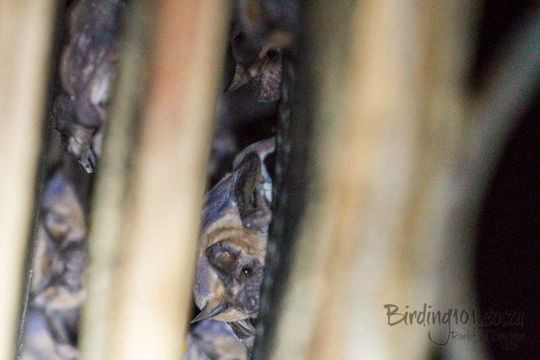 Image of Tadarine Free-tailed Bats