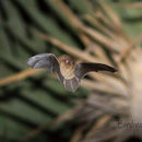 Image of Banana Pipistrelle -- Banana Bat