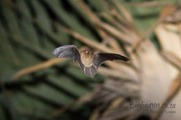 Image of Banana Pipistrelle -- Banana Bat