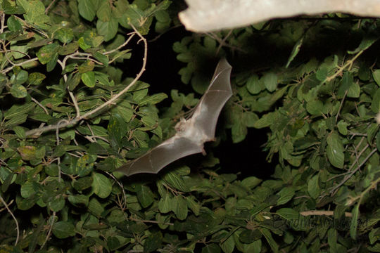 Image of Wahlberg's Epauletted Fruit Bat