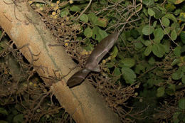 Image of Wahlberg's Epauletted Fruit Bat