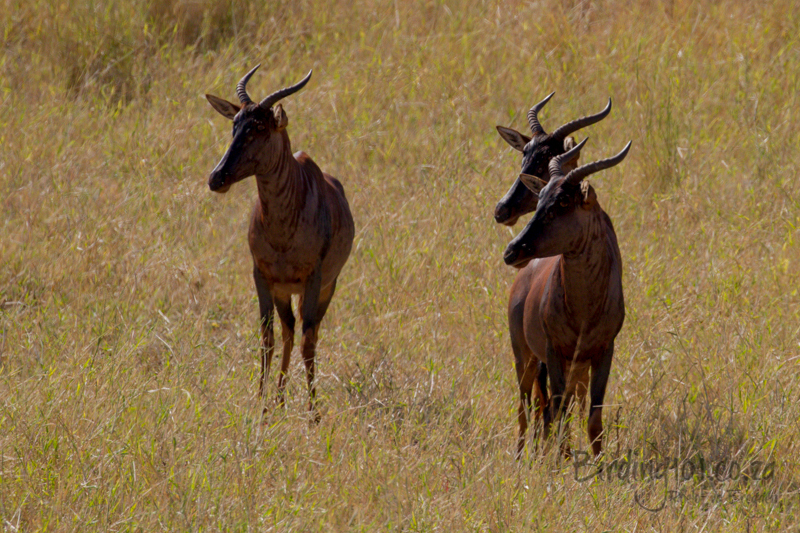 Imagem de Damaliscus lunatus (Burchell 1823)