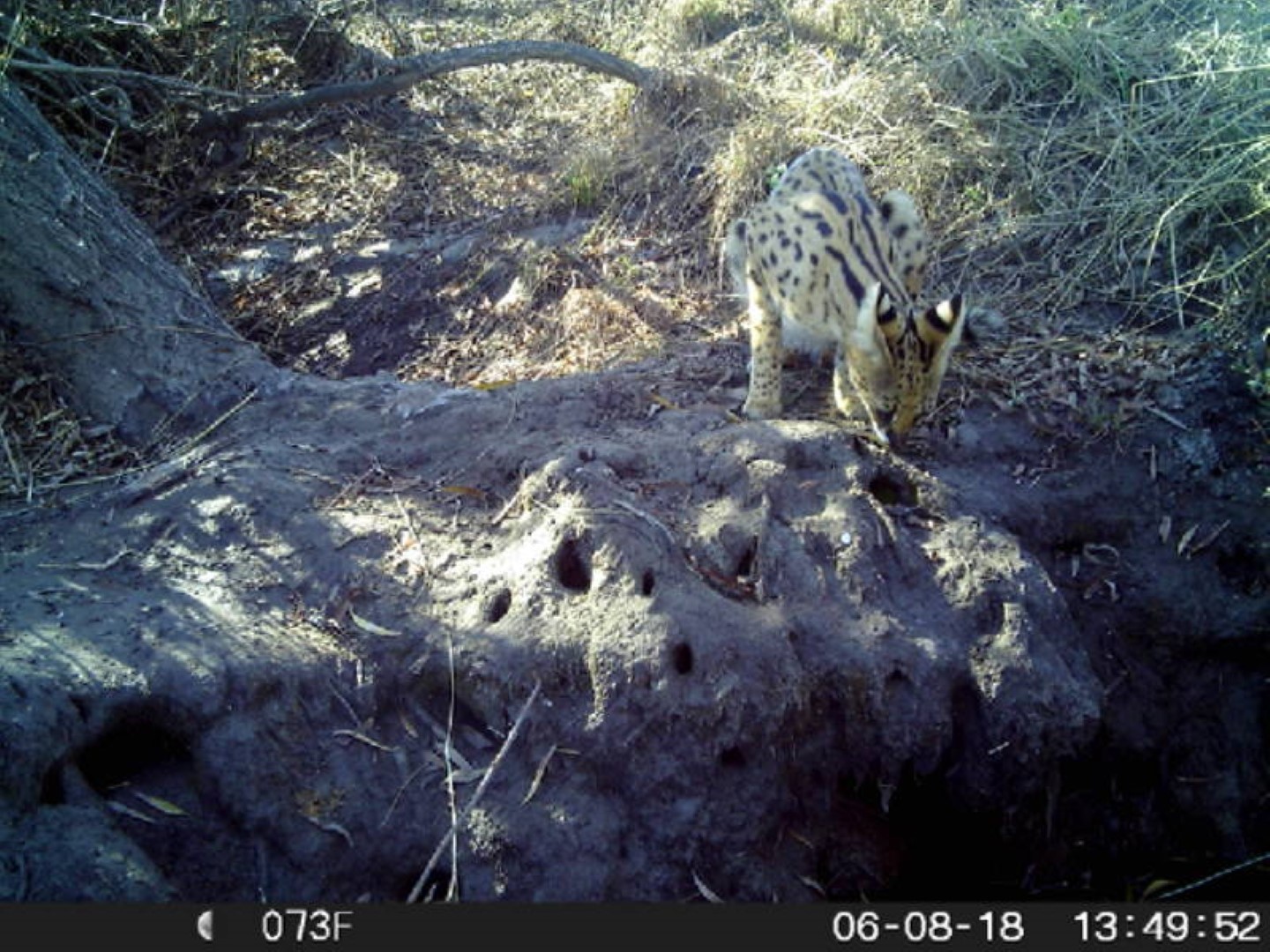 صورة Leptailurus Severtzov 1858